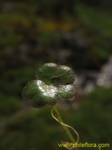 未確認の植物種 sp. #2313の写真