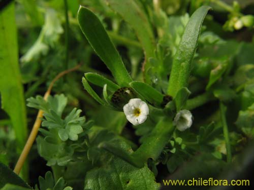 Plagiobothrys sp. #1497の写真