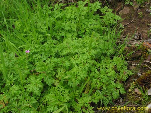 Imágen de Geranium robertianum (). Haga un clic para aumentar parte de imágen.