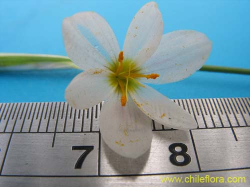 Sisyrinchium junceum var. depauperatum의 사진