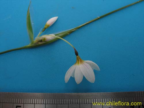 Sisyrinchium junceum var. depauperatum의 사진