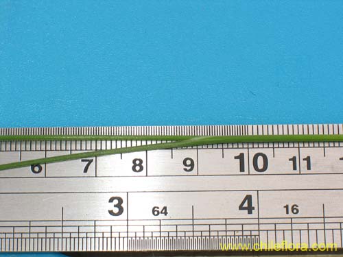 Sisyrinchium junceum var. depauperatum의 사진