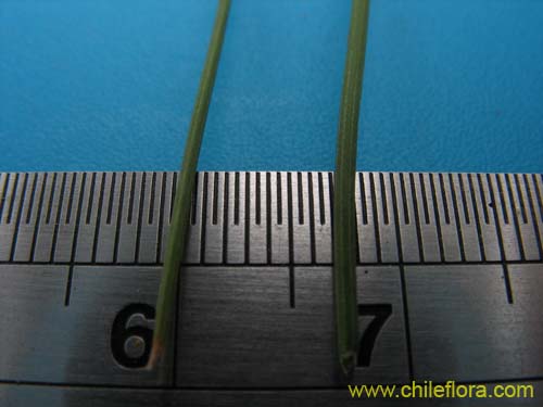 Sisyrinchium junceum var. depauperatum의 사진