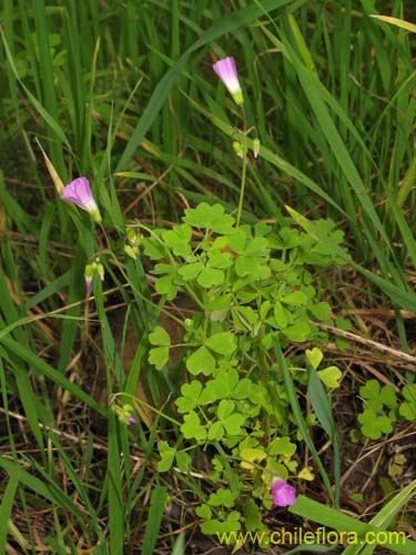 Image of Oxalis arenaria (Vinagrillo / Culle). Click to enlarge parts of image.