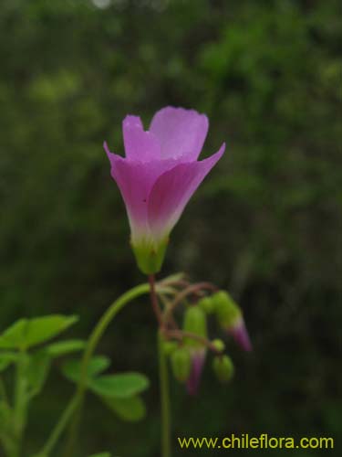 Image of Oxalis arenaria (Vinagrillo / Culle). Click to enlarge parts of image.