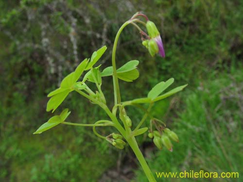 Image of Oxalis arenaria (Vinagrillo / Culle). Click to enlarge parts of image.