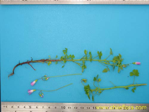 Image of Oxalis arenaria (Vinagrillo / Culle). Click to enlarge parts of image.