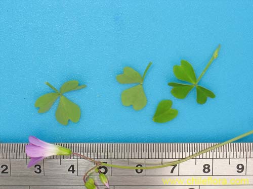 Image of Oxalis arenaria (Vinagrillo / Culle). Click to enlarge parts of image.