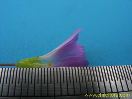 Image of Oxalis arenaria (Vinagrillo / Culle). Click to enlarge parts of image.