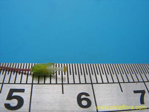 Image of Oxalis arenaria (Vinagrillo / Culle). Click to enlarge parts of image.