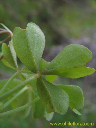 Image of Oxalis arenaria (Vinagrillo / Culle). Click to enlarge parts of image.