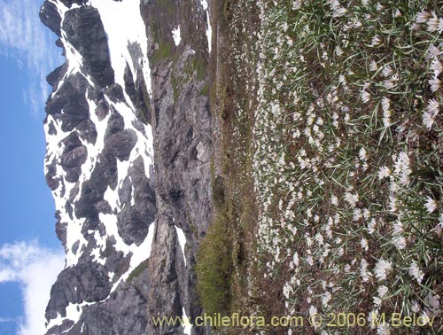 Image of Tristagma bivalve (). Click to enlarge parts of image.