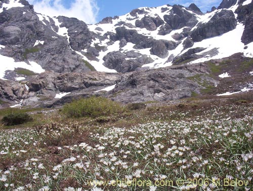 Image of Tristagma bivalve (). Click to enlarge parts of image.