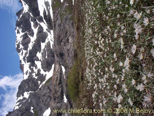 Image of Tristagma bivalve (). Click to enlarge parts of image.