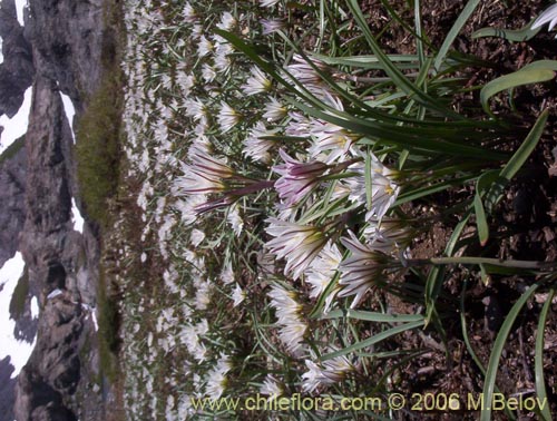 Image of Tristagma bivalve (). Click to enlarge parts of image.