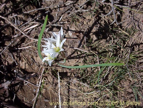 Image of Tristagma bivalve (). Click to enlarge parts of image.