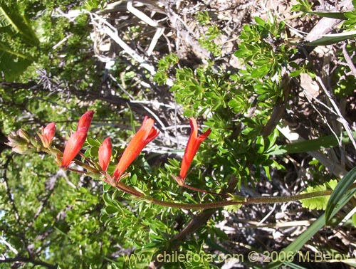 Ourisia poeppigii의 사진