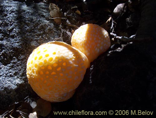 Cyttaria espinosaeの写真