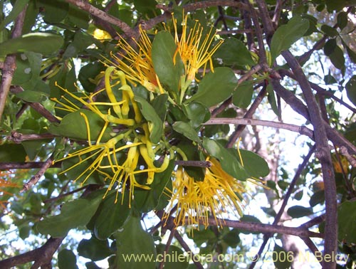 Image of Desmaria mutabilis (Quintral del Coihue/Quintral amarillo). Click to enlarge parts of image.