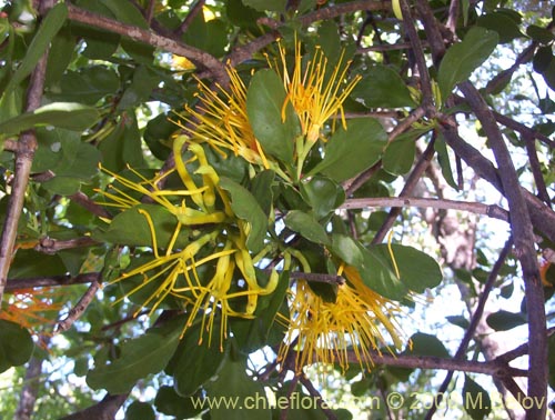 Image of Desmaria mutabilis (Quintral del Coihue/Quintral amarillo). Click to enlarge parts of image.