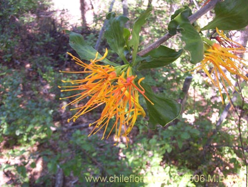 Image of Desmaria mutabilis (Quintral del Coihue/Quintral amarillo). Click to enlarge parts of image.