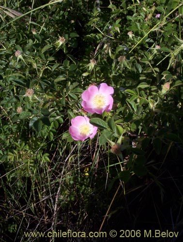 Image of Rosa moschata (Rosa mosqueta / Mosqueta / Rosa silvestre). Click to enlarge parts of image.