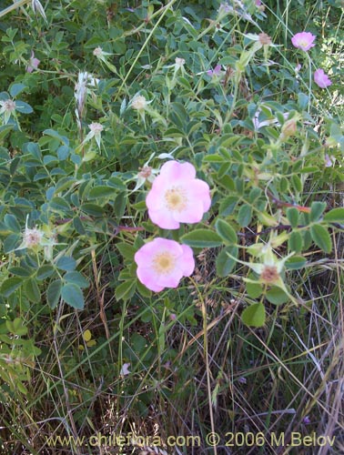 Image of Rosa moschata (Rosa mosqueta / Mosqueta / Rosa silvestre). Click to enlarge parts of image.
