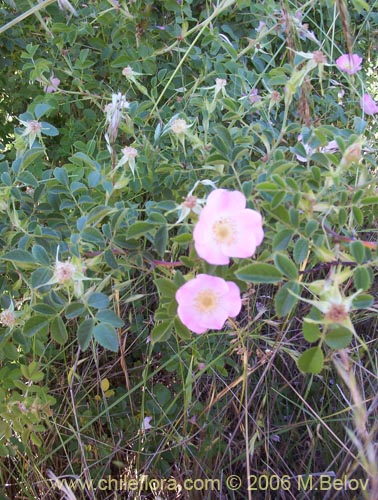 Image of Rosa moschata (Rosa mosqueta / Mosqueta / Rosa silvestre). Click to enlarge parts of image.
