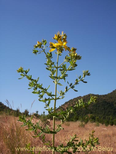 Image of Hypericum perforatum (Hierba de San Juan). Click to enlarge parts of image.