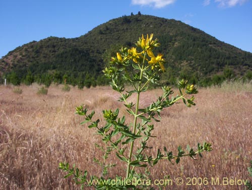 Image of Hypericum perforatum (Hierba de San Juan). Click to enlarge parts of image.