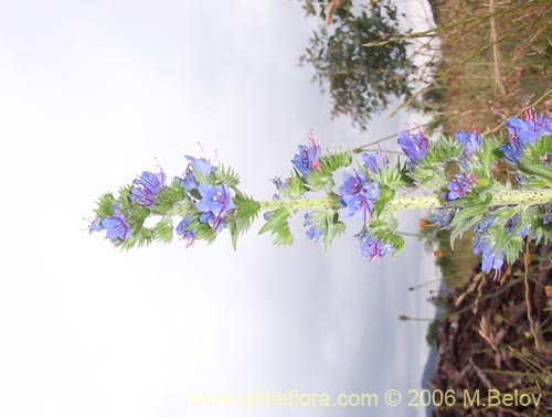 Bild von Echium vulgare (Hierba azul / Viborera / Ortiguilla). Klicken Sie, um den Ausschnitt zu vergrössern.