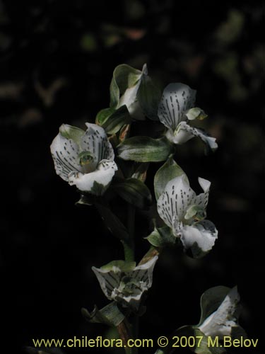 Image of Chloraea galeata (). Click to enlarge parts of image.