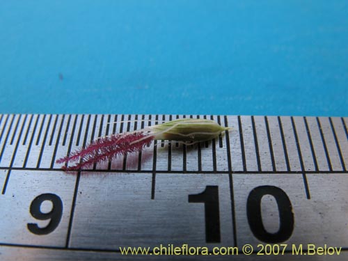 식물종은 불명 sp. #1777의 사진