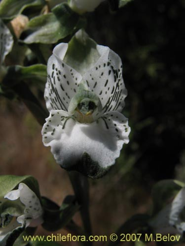 Image of Chloraea galeata (). Click to enlarge parts of image.