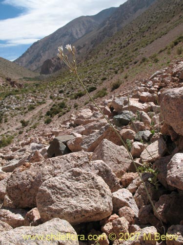 Imágen de Zoellnerallium andinum (Cebollín). Haga un clic para aumentar parte de imágen.