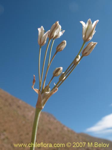 Imágen de Zoellnerallium andinum (Cebollín). Haga un clic para aumentar parte de imágen.
