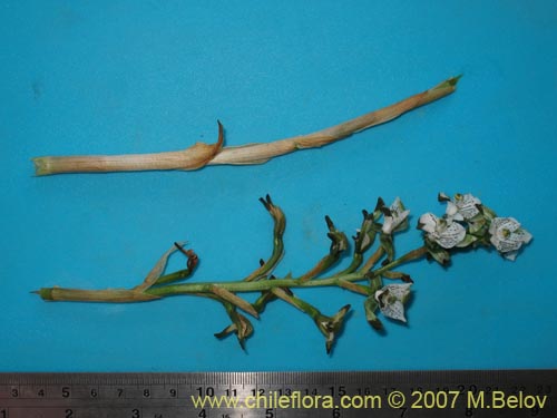 Image of Chloraea galeata (). Click to enlarge parts of image.