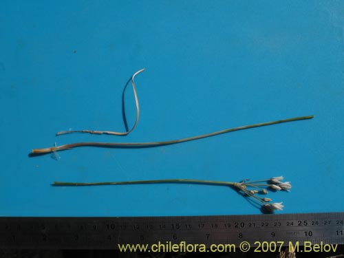 Imágen de Zoellnerallium andinum (Cebollín). Haga un clic para aumentar parte de imágen.