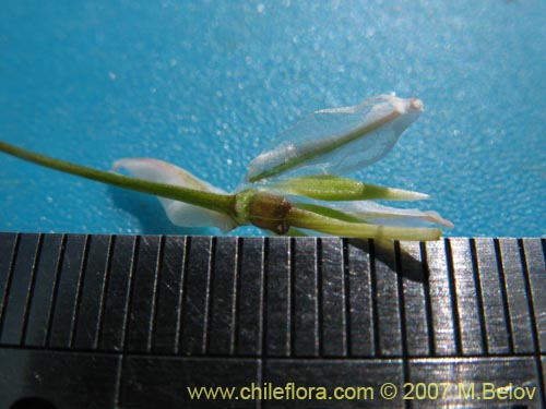 Imágen de Zoellnerallium andinum (Cebollín). Haga un clic para aumentar parte de imágen.