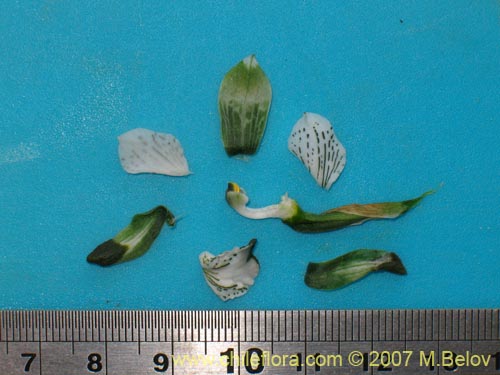 Image of Chloraea galeata (). Click to enlarge parts of image.