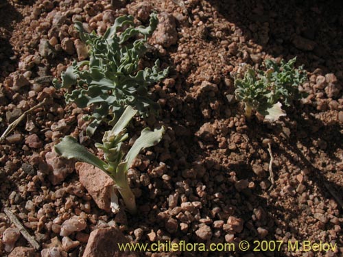 Alstroemeria andina의 사진