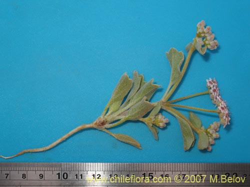 Image of Homalocarpus dichotomus (). Click to enlarge parts of image.