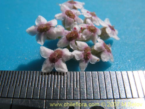 Bild von Homalocarpus dichotomus (). Klicken Sie, um den Ausschnitt zu vergrössern.