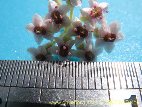 Bild von Homalocarpus dichotomus (). Klicken Sie, um den Ausschnitt zu vergrössern.