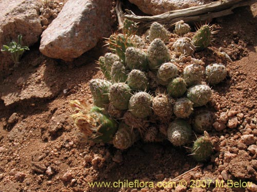 Maihueniopsis archiconoideaの写真