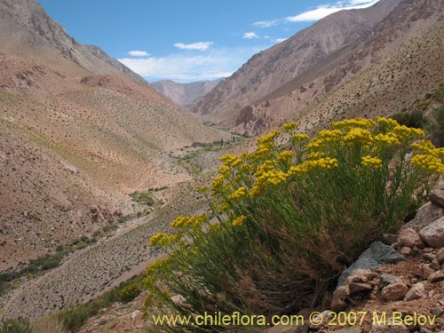 Image of Senecio johnstonianus (). Click to enlarge parts of image.