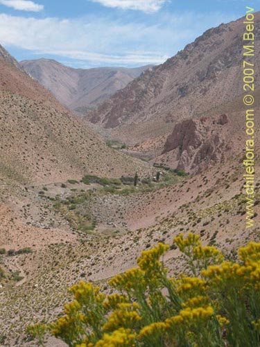 Image of Senecio johnstonianus (). Click to enlarge parts of image.