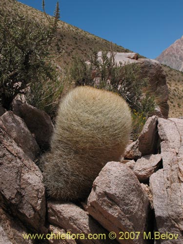 Eriosyce aurataの写真