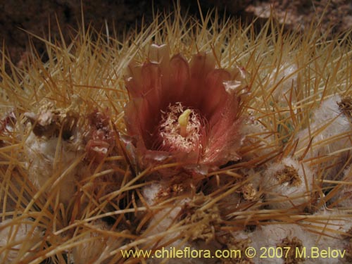 Eriosyce aurataの写真