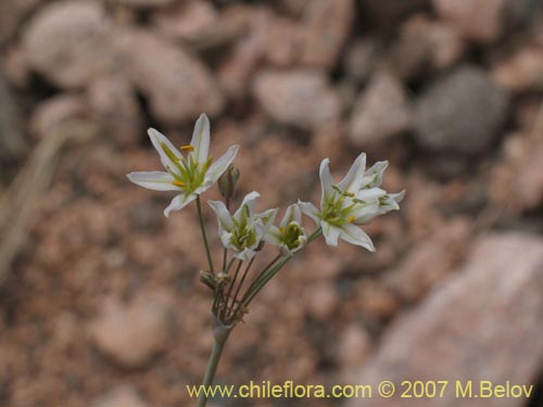 Imágen de Zoellnerallium andinum (Cebollín). Haga un clic para aumentar parte de imágen.